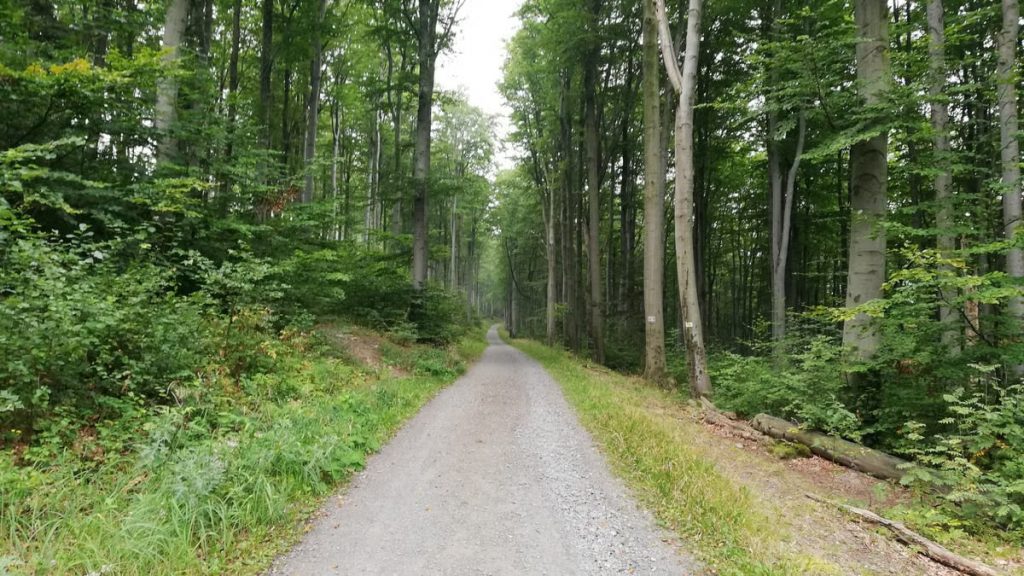 Explore tranquil forest trails in Kraj ołomuniecki, Czech Republic.